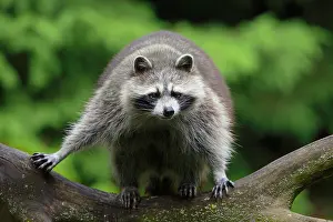Lotor: Raccoon (Procyon lotor) in a tree, captive, Germany