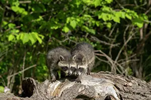 Raccoons: Raccoon (Procyon lotor) in a tree, captive, Minnesota
