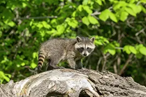 Raccoons: Raccoon (Procyon lotor) in a tree, captive, Minnesota