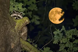 Moonlight: Raccoon (Procyon lotor), on tree trunk, full moon