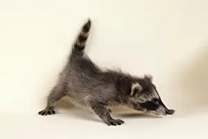 Lotor: Raccoon (Procyon lotor), side view, flits through