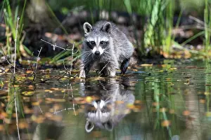 Wade: Raccoon (Procyon lotor) wads through water, Louisiana