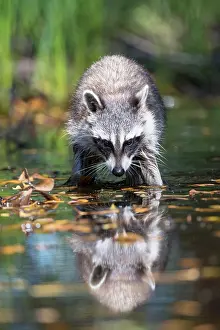 Wade: Raccoon (Procyon lotor) wads through water, Louisiana