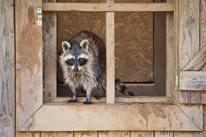 Procyonid: Raccoon (Procyon lotor), in wooden window