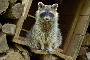 Stacked: Raccoon (Procyon lotor), in woodpile