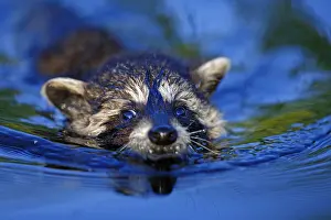 Raccoon: Raccoon (Procyon lotor), young