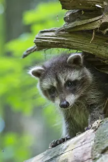 Raccoon: Raccoon (Procyon lotor), Young animal, Lower Saxony
