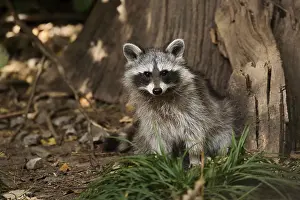 Raccoon: Raccoon (Procyon lotor), young animal