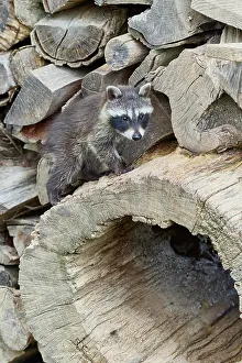 Stacked: Raccoon (Procyon lotor), young on woodpile