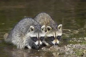 Raccoon: Raccoon, raccoons (Procyon lotor), Small bears, Predators