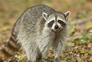 Racoon: Raccoon / Racoon searching for food among tree roots