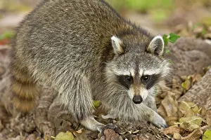 Racoon: Raccoon / Racoon searching for food among tree roots
