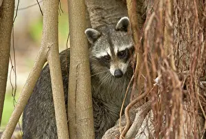 Racoon: Raccoon / Racoon searching for food among tree roots