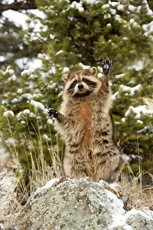 Racoon: Raccoon / Racoon standing on hind legs in winter