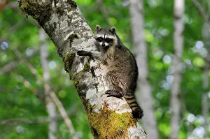 Queets: Raccoon - on side of red alder tree in an alder