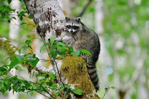 Queets: Raccoon - on side of red alder tree in an alder