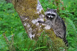 Queets: Raccoon - on side of red alder tree in an alder