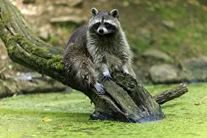 Raccoon: Raccoon sitting relaxed on a tree trunk over a green body of water