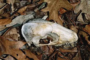 Procyonidae: Raccoon skull on forest floor