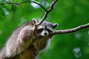 Procyonid: A raccoon sleeping in a tree, North Rhine-Westphalia