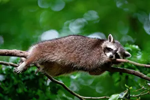 Sleep: A raccoon sleeping in a tree, North Rhine-Westphalia