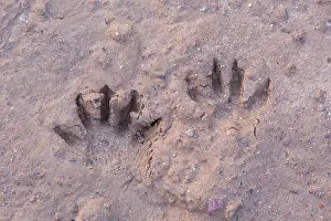 Tracks: Raccoon tracks