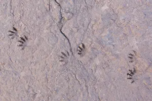 Tracks: Raccoon tracks
