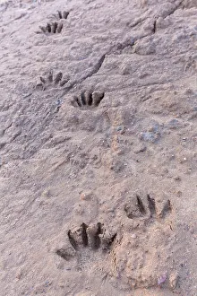 Tracks: Raccoon tracks