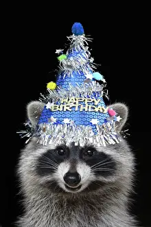 Celebrations: Raccoon - wearing a blue birthday party hat