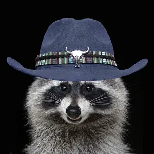 Raccoons: Raccoon - wearing blue cowboy hat