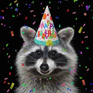 Celebrations: Raccoon - wearing a Happy Birthday party hat