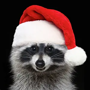 Raccoons: Raccoon - wearing a red Christmas Santa hat