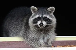 Hazelnuts: Raccoon - On window-sill, eating hazelnuts