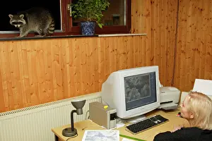 Hazelnuts: Raccoon - On window-sill, eating hazelnuts
