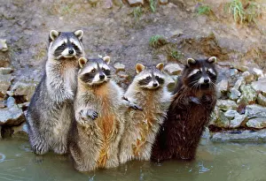 Raccoons: RACCOON - x four in water
