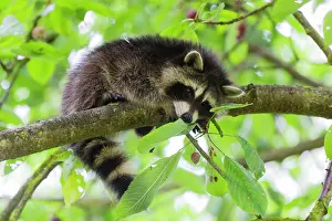 Snoozing: Raccoon, young animal resting on branch in cherry