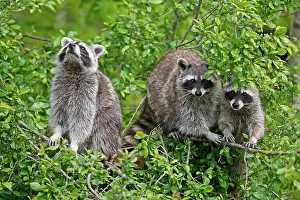 Raccoons: Raccoons (Procyon lotor) climbing a tree, Germany