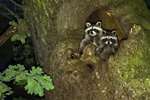 Raccoons: Two Raccoons (Procyon lotor), female with young