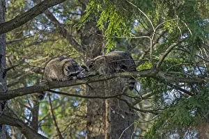 Raccoons: Raccoons (Procyon lotor) having disagreement on
