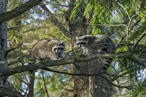 Raccoons: Raccoons (Procyon lotor) in hemlock tree. Pacific