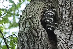 Lotor: Three Raccoons (Procyon lotor), looking out of their