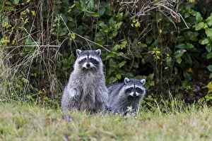 Raccoons: Raccoons (Procyon lotor)--mother with 3/4 grown