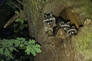 Lotor: Raccoons (Procyon lotor), Vixen with two young animals
