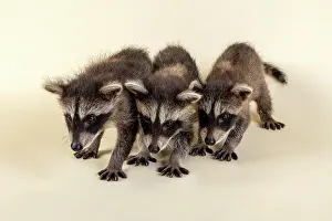 Lotor: Three Raccoons (Procyon lotor), young animals, captive
