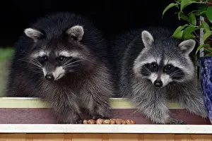 Hazelnuts: Raccoons - On window-sill, eating hazelnuts