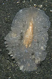Skirt: Raceflatworm