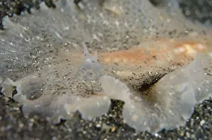 Skirt: Raceflatworm