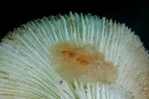 Flatworm: Raceflatworm on Mushroom Coral (Fungia sp) -