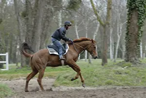 Scaring: Racehorse in training Maison Laffite France