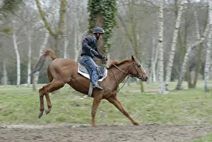 Scaring: Racehorse in training Maison Laffite France